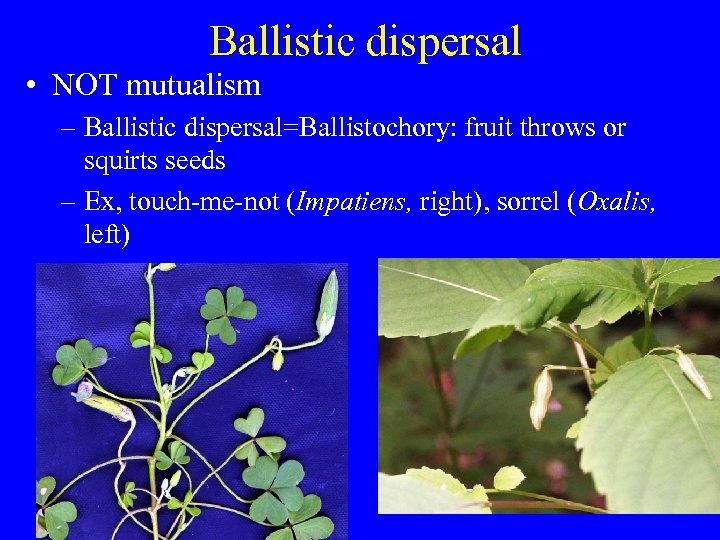 Ballistic dispersal • NOT mutualism – Ballistic dispersal=Ballistochory: fruit throws or squirts seeds –
