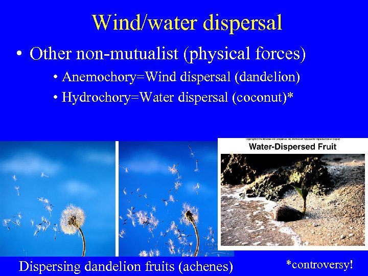 Wind/water dispersal • Other non-mutualist (physical forces) • Anemochory=Wind dispersal (dandelion) • Hydrochory=Water dispersal