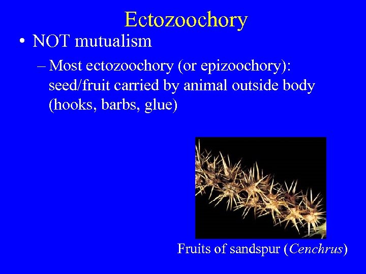 Ectozoochory • NOT mutualism – Most ectozoochory (or epizoochory): seed/fruit carried by animal outside