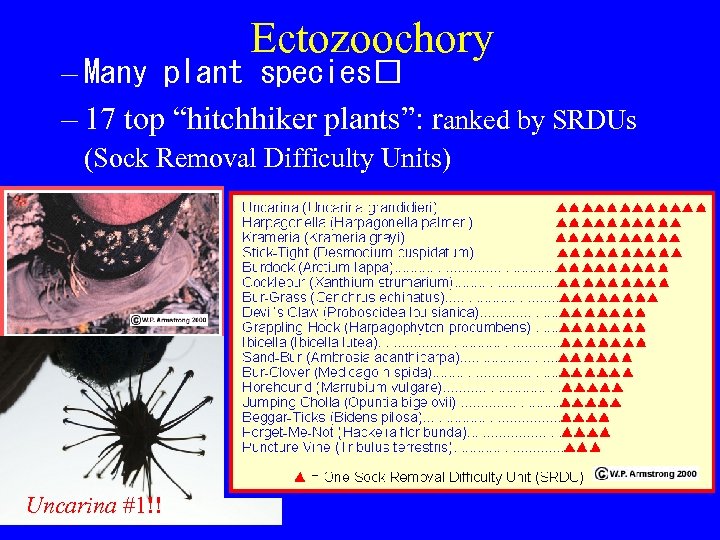 Ectozoochory – Many plant species – 17 top “hitchhiker plants”: ranked by SRDUs (Sock
