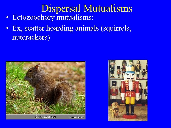 Dispersal Mutualisms • Ectozoochory mutualisms: • Ex, scatter hoarding animals (squirrels, nutcrackers) 