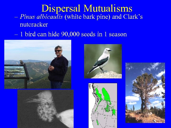Dispersal Mutualisms – Pinus albicaulis (white bark pine) and Clark’s nutcracker – 1 bird