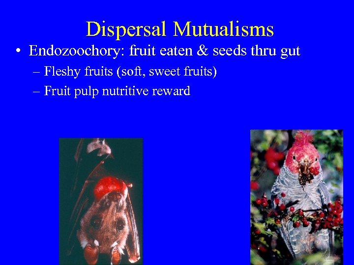 Dispersal Mutualisms • Endozoochory: fruit eaten & seeds thru gut – Fleshy fruits (soft,