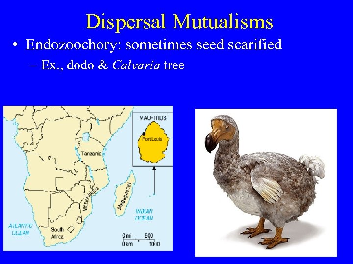 Dispersal Mutualisms • Endozoochory: sometimes seed scarified – Ex. , dodo & Calvaria tree