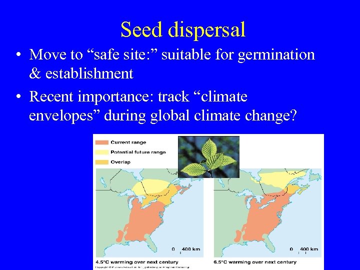 Seed dispersal • Move to “safe site: ” suitable for germination & establishment •