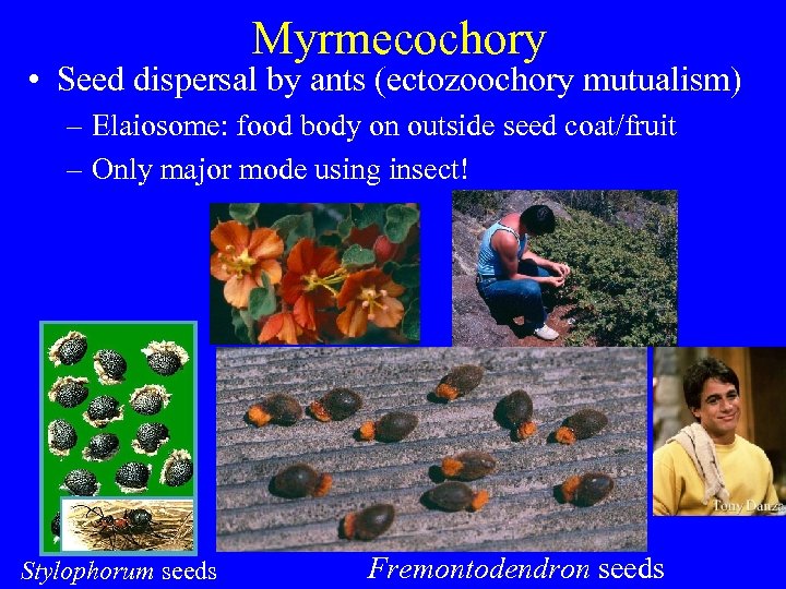 Myrmecochory • Seed dispersal by ants (ectozoochory mutualism) – Elaiosome: food body on outside