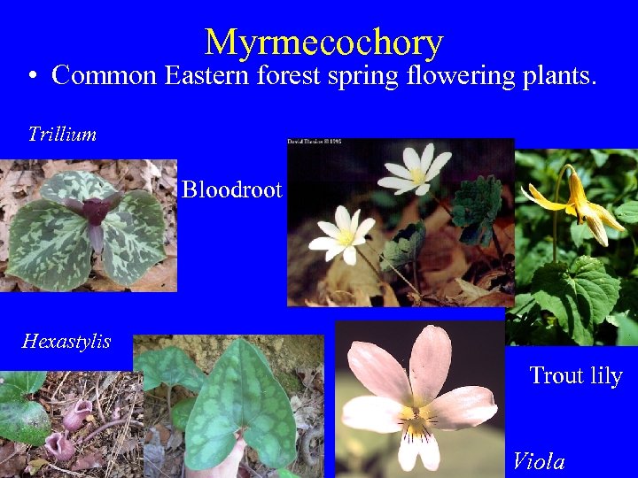 Myrmecochory • Common Eastern forest spring flowering plants. Trillium Bloodroot Hexastylis Trout lily Viola