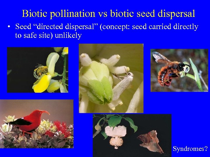 Biotic pollination vs biotic seed dispersal • Seed “directed dispersal” (concept: seed carried directly