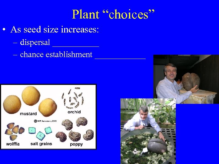 Plant “choices” • As seed size increases: – dispersal ______ – chance establishment ______