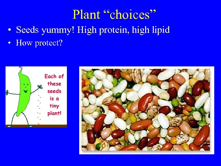 Plant “choices” • Seeds yummy! High protein, high lipid • How protect? 