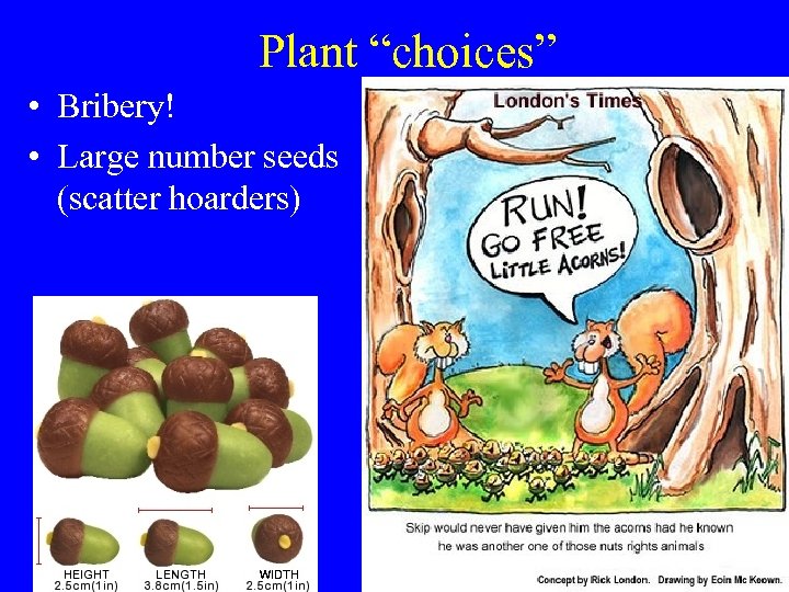 Plant “choices” • Bribery! • Large number seeds (scatter hoarders) 