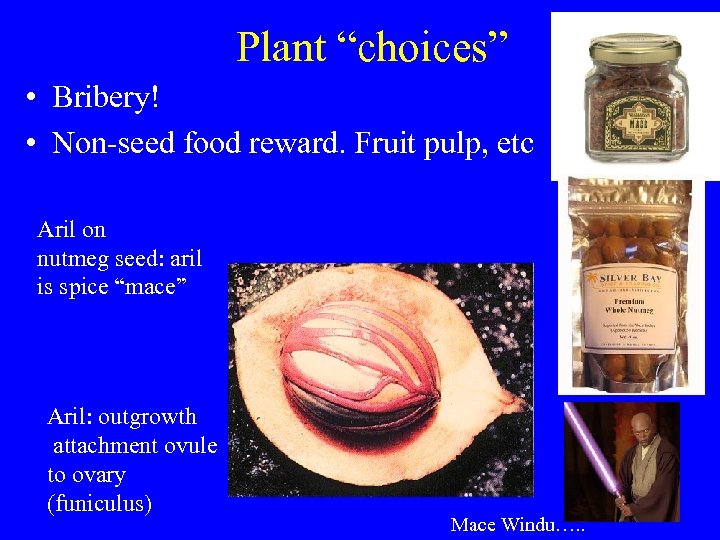 Plant “choices” • Bribery! • Non-seed food reward. Fruit pulp, etc Aril on nutmeg