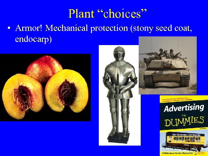 Plant “choices” • Armor! Mechanical protection (stony seed coat, endocarp) 