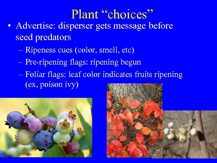 Plant “choices” • Advertise: disperser gets message before seed predators – Ripeness cues (color,