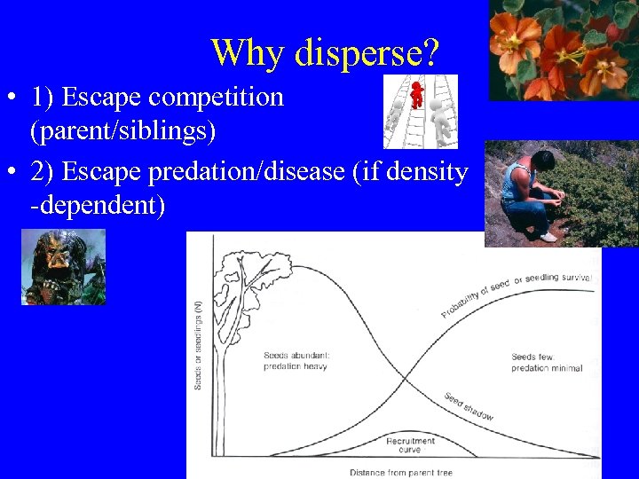 Why disperse? • 1) Escape competition (parent/siblings) • 2) Escape predation/disease (if density -dependent)