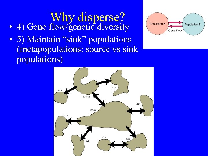 Why disperse? • 4) Gene flow/genetic diversity • 5) Maintain “sink” populations (metapopulations: source