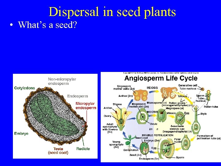 Dispersal in seed plants • What’s a seed? 
