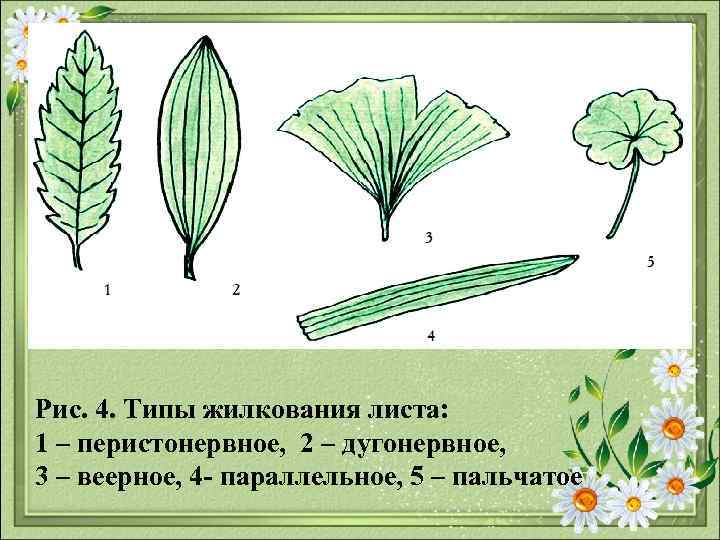 Рис. 4. Типы жилкования листа: 1 – перистонервное, 2 – дугонервное, 3 – веерное,