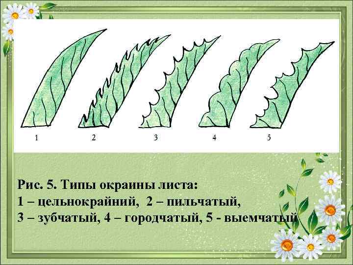 Рис. 5. Типы окраины листа: 1 – цельнокрайний, 2 – пильчатый, 3 – зубчатый,