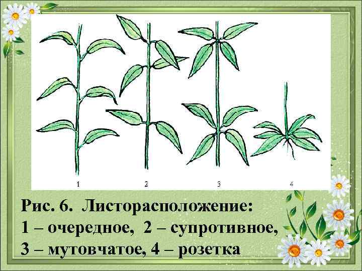 Рис. 6. Листорасположение: 1 – очередное, 2 – супротивное, 3 – мутовчатое, 4 –