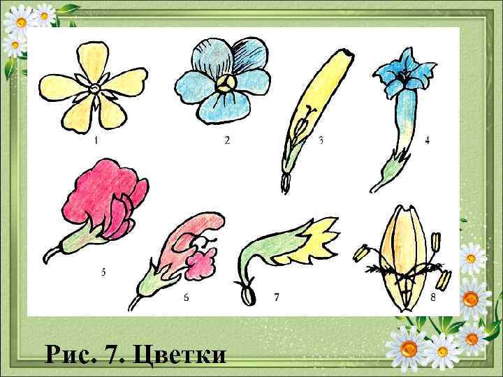 Рис. 7. Цветки 