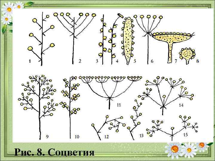 Рис. 8. Соцветия 