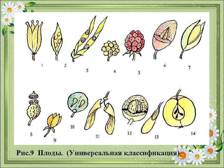 Рис. 9 Плоды. (Универсальная классификация) 