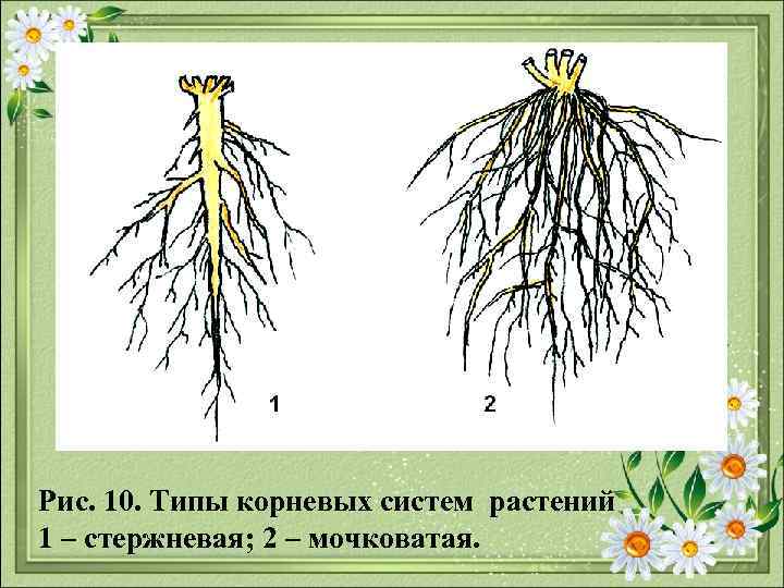 Рис. 10. Типы корневых систем растений 1 – стержневая; 2 – мочковатая. 