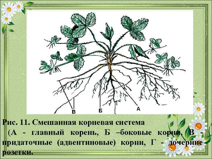 Рис. 11. Смешанная корневая система (А главный корень, Б –боковые корни, В придаточные (адвентиновые)