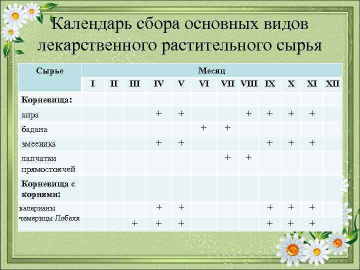 Календарь сбора основных видов лекарственного растительного сырья Сырье I II IV V + Месяц
