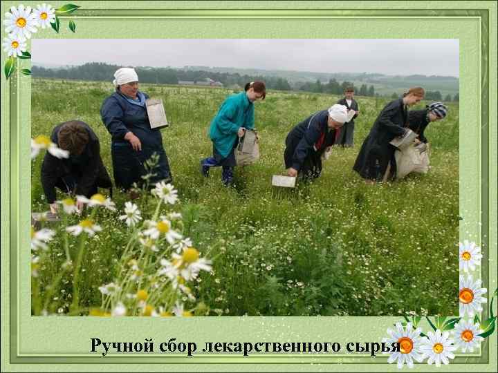  Ручной сбор лекарственного сырья 