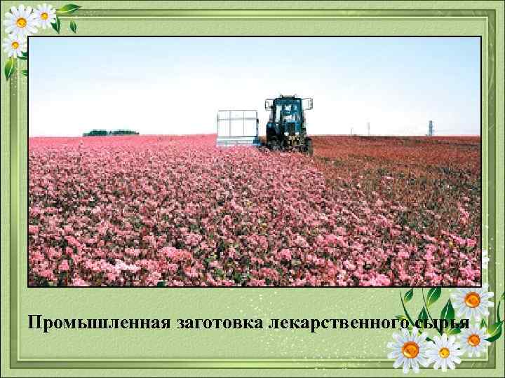  Промышленная заготовка лекарственного сырья 