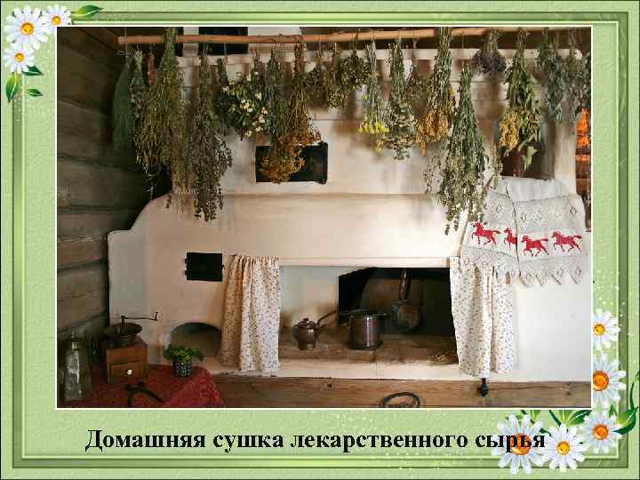  Домашняя сушка лекарственного сырья 