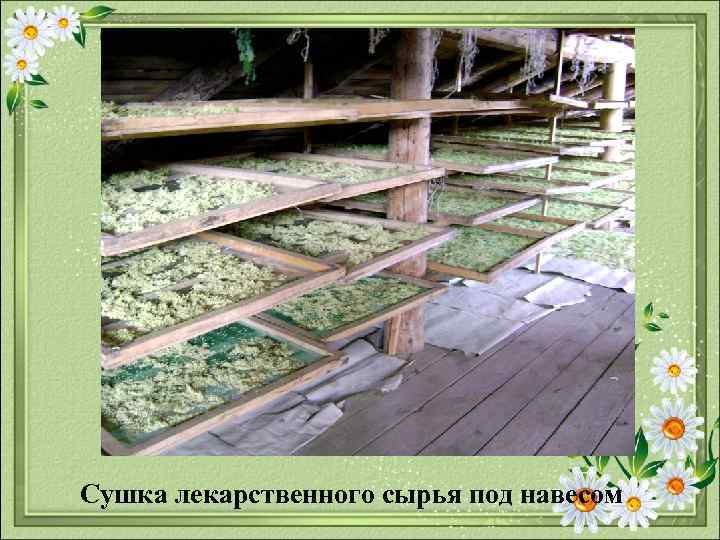 Сушка лекарственного сырья под навесом 