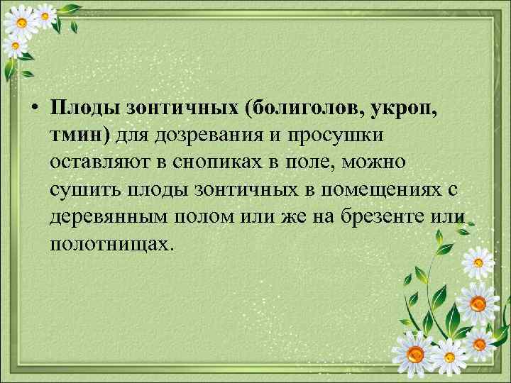  • Плоды зонтичных (болиголов, укроп, тмин) для дозревания и просушки оставляют в снопиках