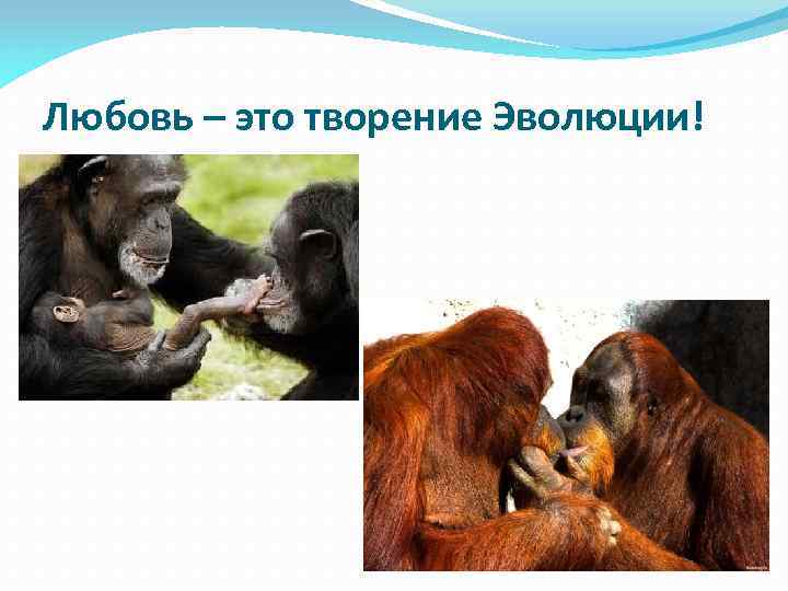 Любовь – это творение Эволюции! 