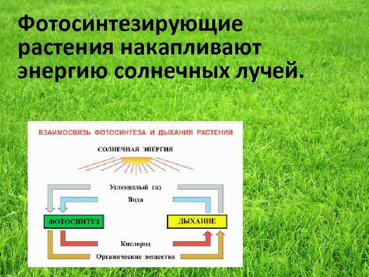 Фотосинтезирующие растения накапливают энергию солнечных лучей. 