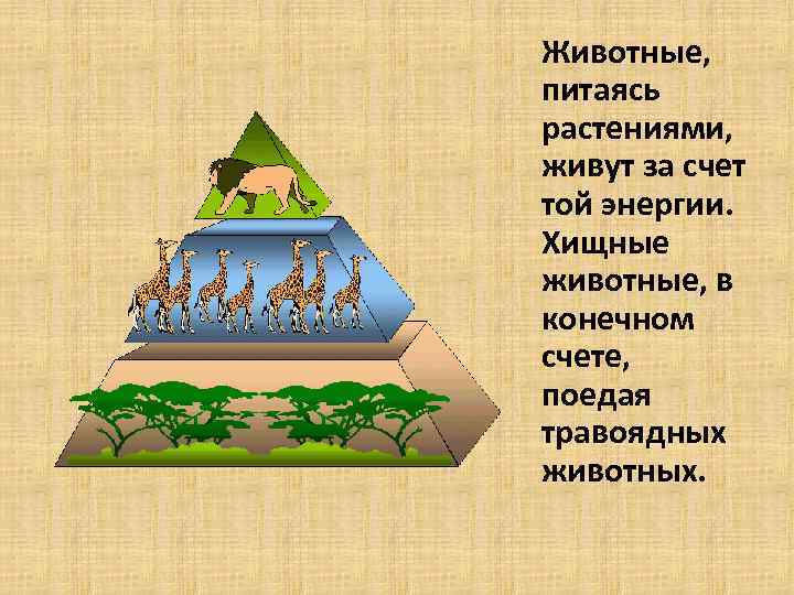 Животные, питаясь растениями, живут за счет той энергии. Хищные животные, в конечном счете, поедая