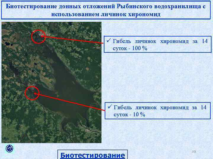 Биотестирование донных отложений Рыбинского водохранилища с использованием личинок хирономид ü Гибель личинок хирономид за