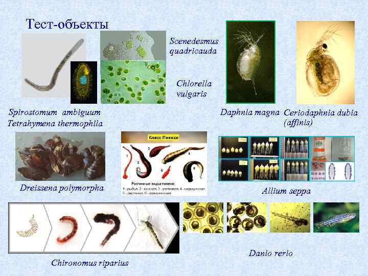 Тест объекты Scenedesmus quadricauda Chlorella vulgaris Spirostomum ambiguum Tetrahymena thermophila Dreissena polymorpha Chironomus riparius