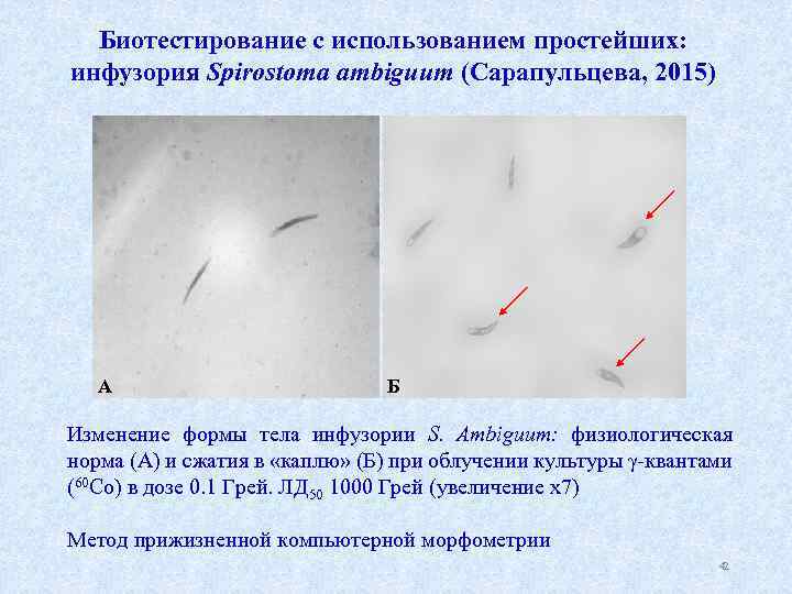 Биотестирование с использованием простейших: инфузория Spirostoma ambiguum (Сарапульцева, 2015) А Б Изменение формы тела