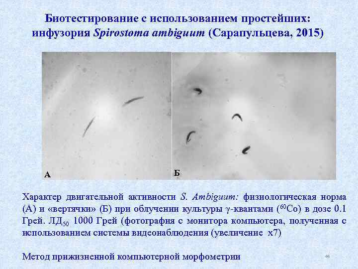 Биотестирование с использованием простейших: инфузория Spirostoma ambiguum (Сарапульцева, 2015) А Б Характер двигательной активности