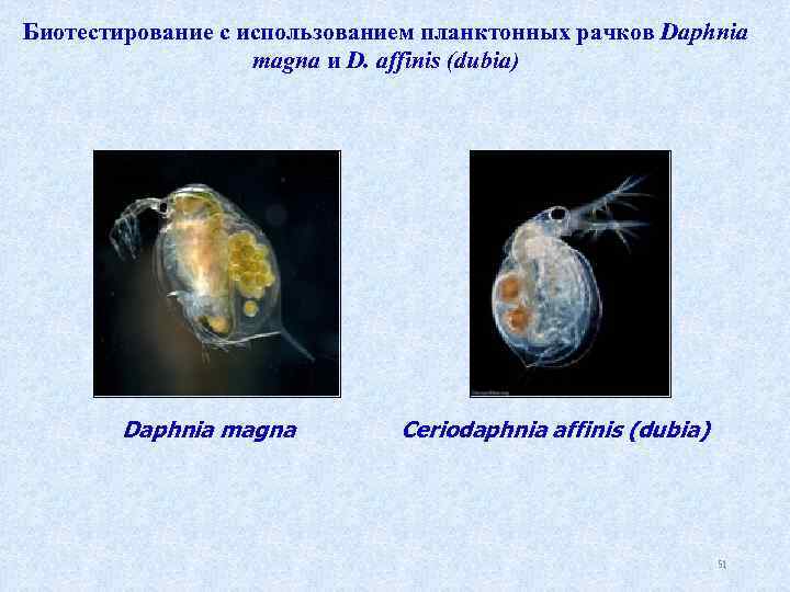 Биотестирование с использованием планктонных рачков Daphnia magna и D. affinis (dubia) Daphnia magna Ceriodaphnia