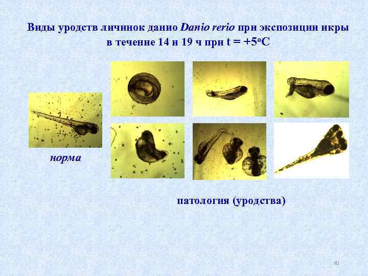 Виды уродств личинок данио Danio rerio при экспозиции икры в течение 14 и 19