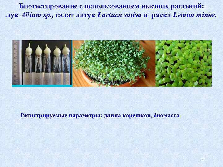 Биотестирование с использованием высших растений: лук Allium sp. , салат латук Lactuca sativa и