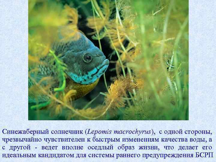 Синежаберный солнечник (Lepomis macrochyrus), с одной стороны, чрезвычайно чувствителен к быстрым изменениям качества воды,