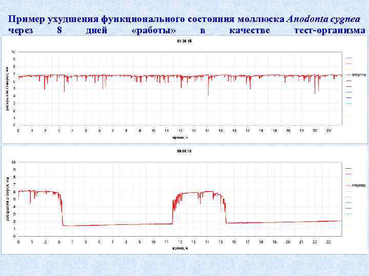 Пример ухудшения функционального состояния моллюска Anodonta cygnea через 8 дней «работы» в качестве тест-организма