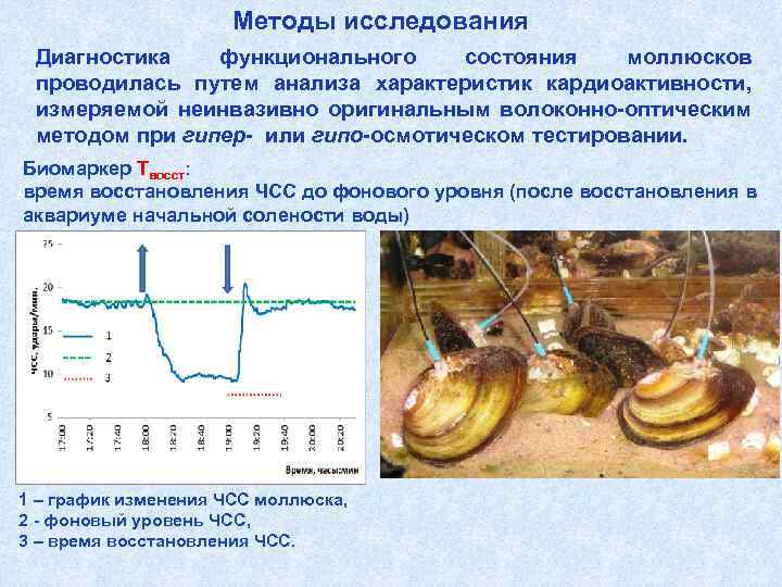 Методы исследования Диагностика функционального состояния моллюсков проводилась путем анализа характеристик кардиоактивности, измеряемой неинвазивно оригинальным