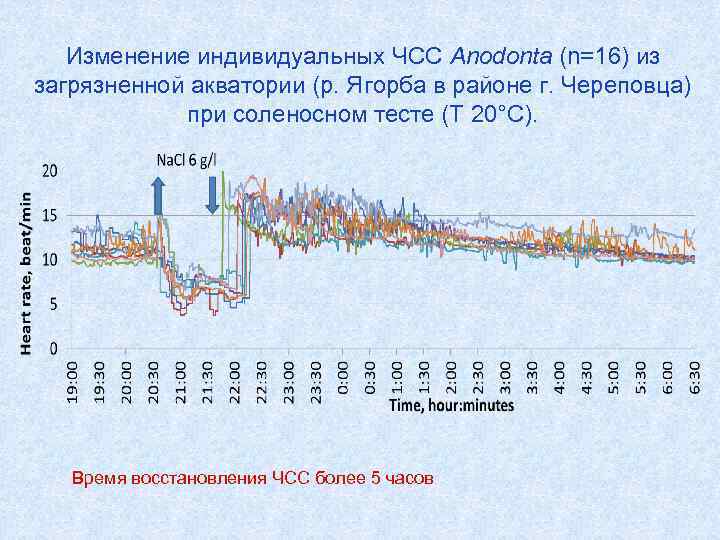 Изменение индивидуальных ЧСС Anodonta (n=16) из загрязненной акватории (р. Ягорба в районе г. Череповца)