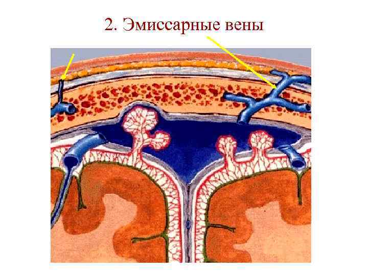 2. Эмиссарные вены 